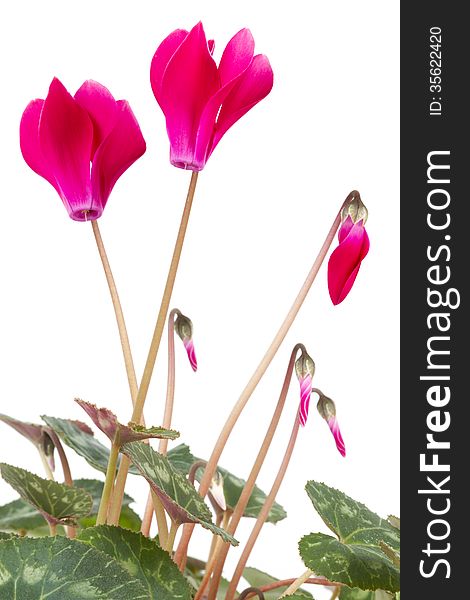Close up cyclamen flower plant on background