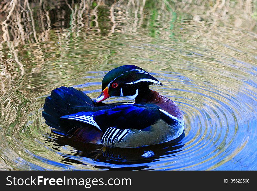 Mandarin duck preening in circular ripples of water