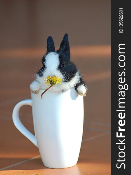 Cute dwarf rabbit sitting in a white mug with a yellow daisy in its mouth. Cute dwarf rabbit sitting in a white mug with a yellow daisy in its mouth.