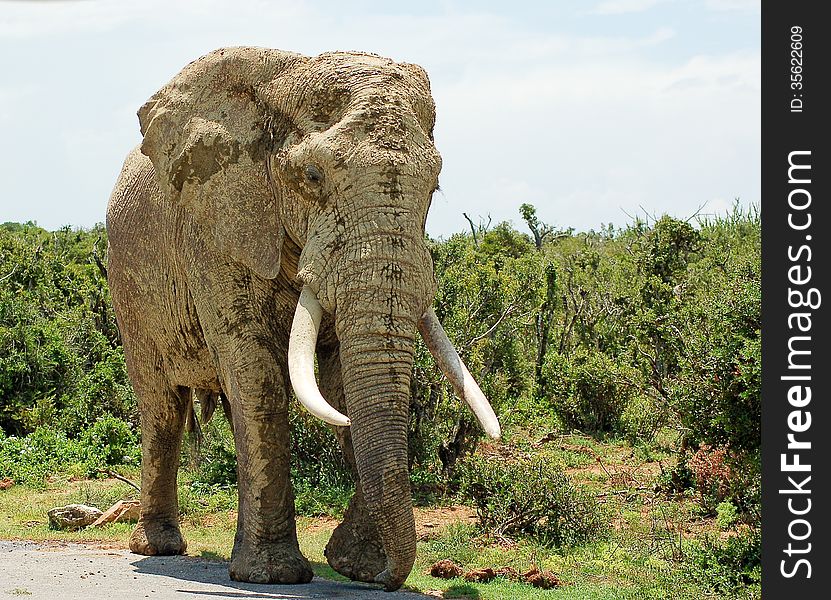 Mud covered bull elephant with long curved tusks crossing a road in Addo Elephant National Park in South Africa. Mud covered bull elephant with long curved tusks crossing a road in Addo Elephant National Park in South Africa.