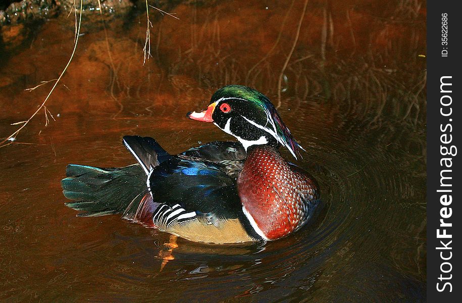 Colourful Aix galericulata or Mallard duck on water at a bird sanctuary in South Africa. Colourful Aix galericulata or Mallard duck on water at a bird sanctuary in South Africa.