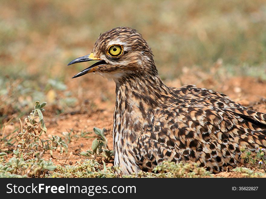 A Spotted Dikkop bird or Cape Thick-knee, a stone-curlew of the family Burhinidae found in South Africa. A Spotted Dikkop bird or Cape Thick-knee, a stone-curlew of the family Burhinidae found in South Africa