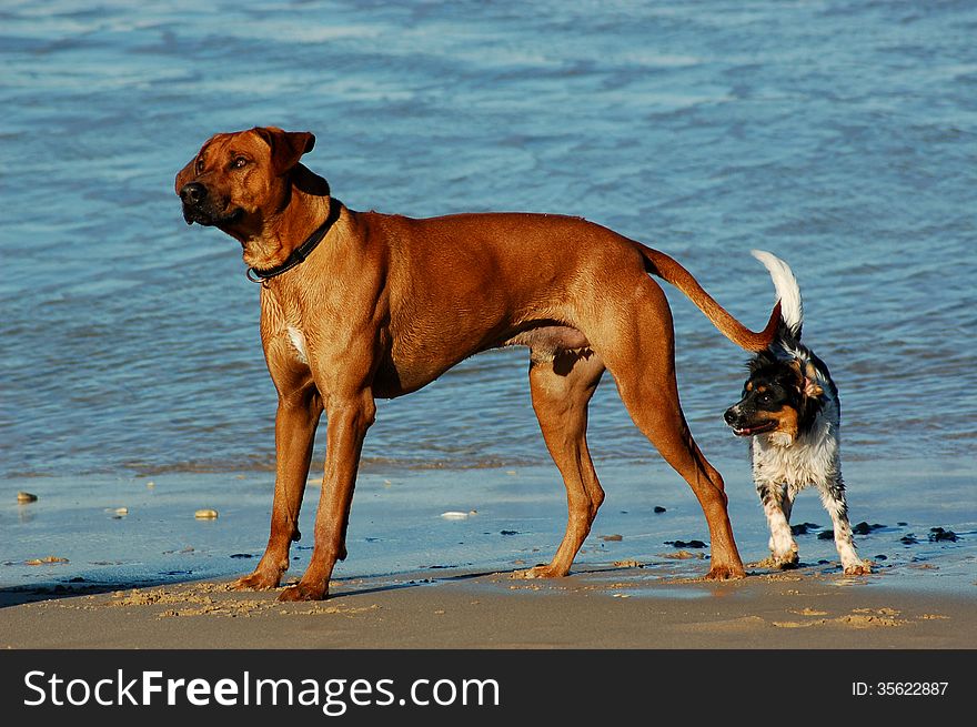 Rhodesian ridgeback dog and mixed breed terrier playing on the beach in South Africa. Rhodesian ridgeback dog and mixed breed terrier playing on the beach in South Africa.