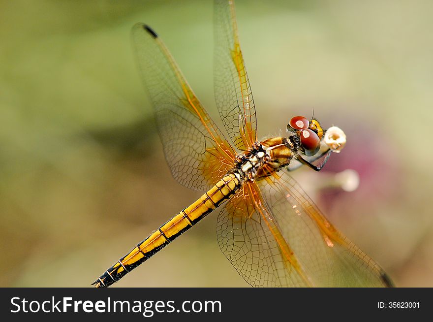 Yellow Dragonfly Close Up