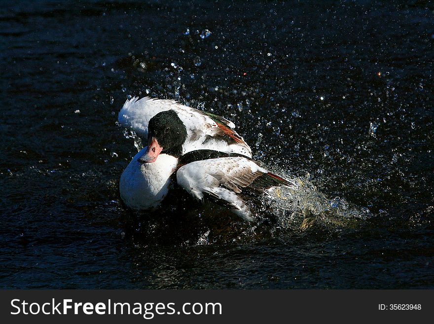 White and black duck flapping its wings and spraying water droplets