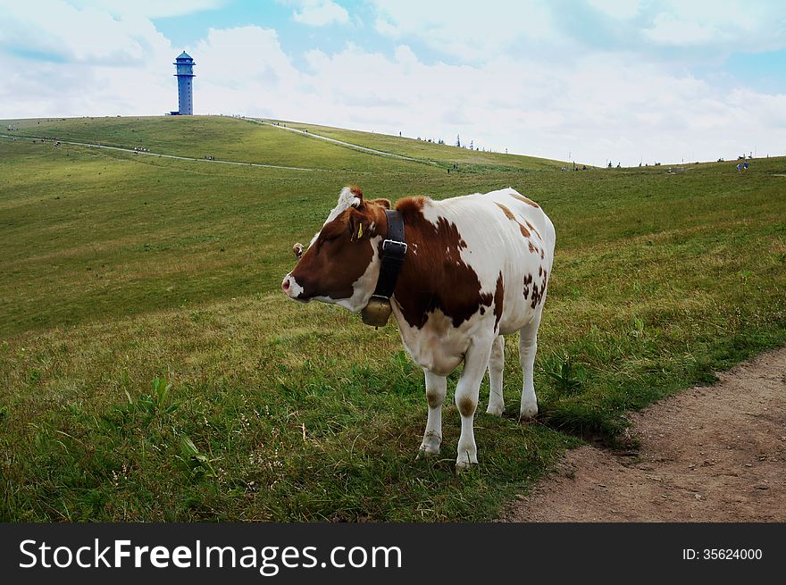 A Brown And White Cow On The Feldberg