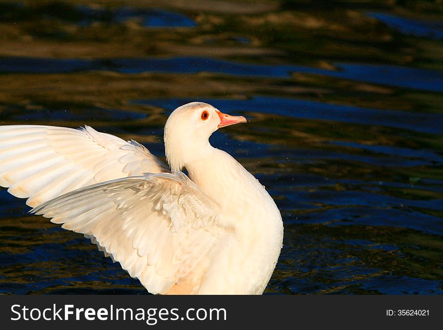 A white duck or waterfowl enters the image frame with wings outstretched. A white duck or waterfowl enters the image frame with wings outstretched