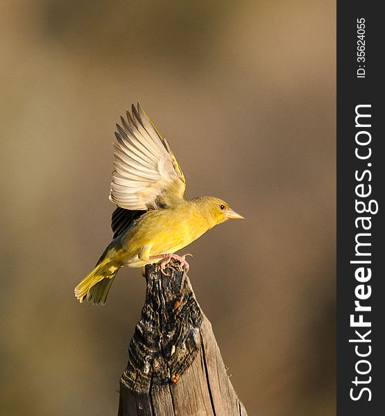 Juvenile Yellow Weaver