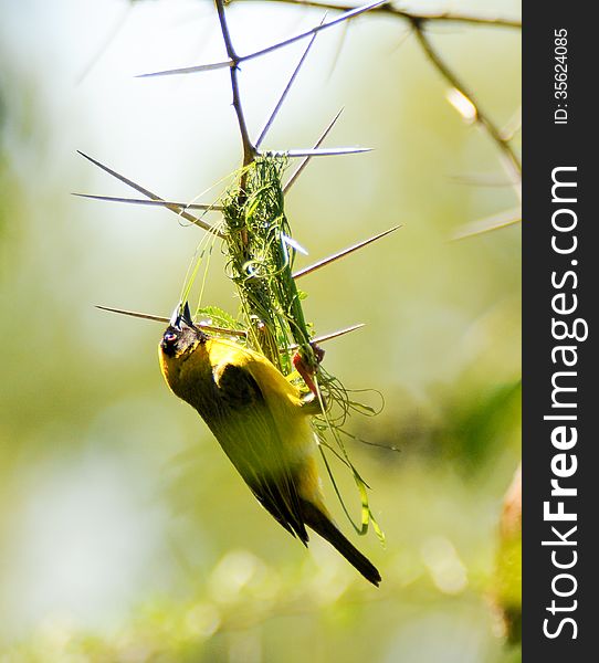 Masked Weaver weaving nest