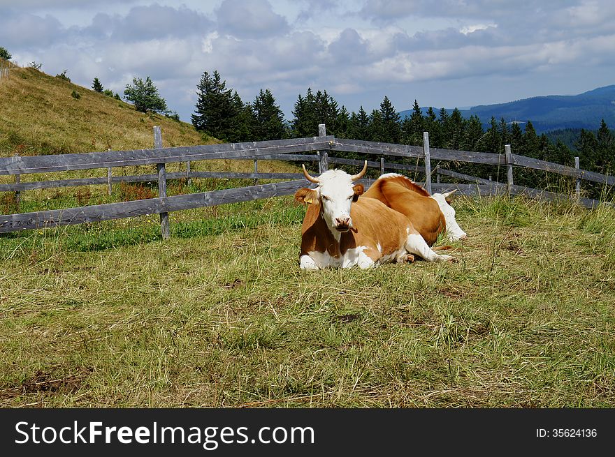 Cows In The Black Forest