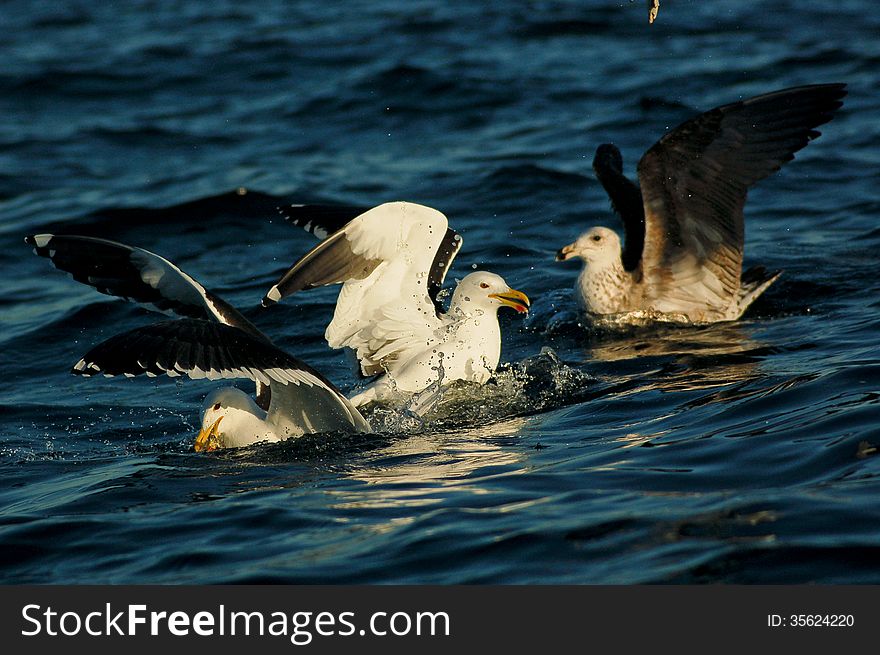 Kelp Gulls fighting over feeding opportunities on the Indian ocean off South Africa. Kelp Gulls fighting over feeding opportunities on the Indian ocean off South Africa.