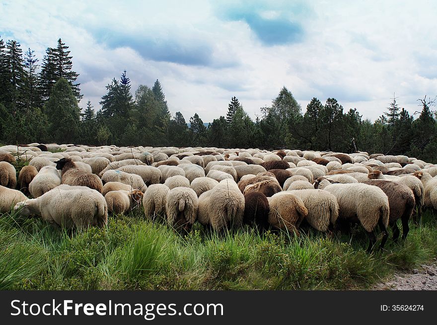 A Flock