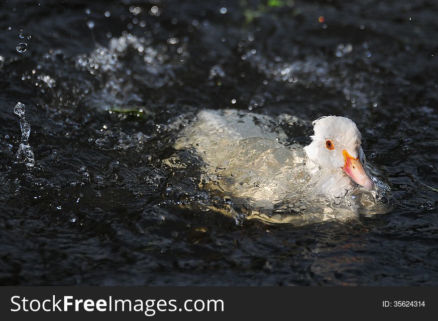 White duck emerging from a dive underwater. White duck emerging from a dive underwater