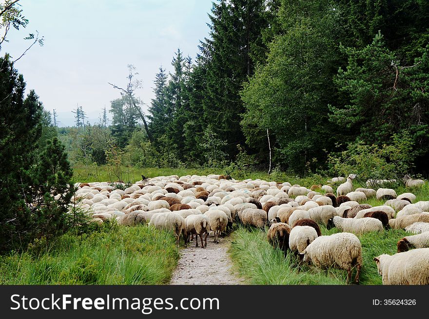 Sheep Cross A Hiking Trail