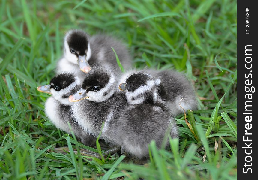 Four fluffy grey ducklings huddled together on green grass. Four fluffy grey ducklings huddled together on green grass.