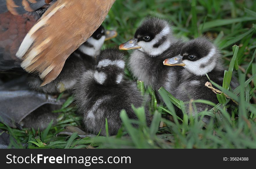 Four grey and white ducklings huddled under their mother ducks wing. Four grey and white ducklings huddled under their mother ducks wing.