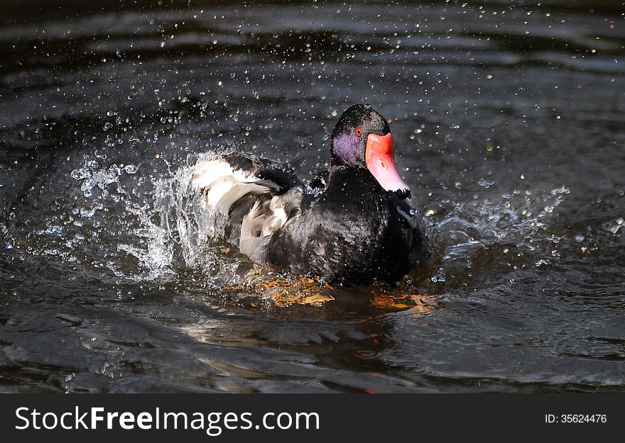 Purple and black duck in spray of water
