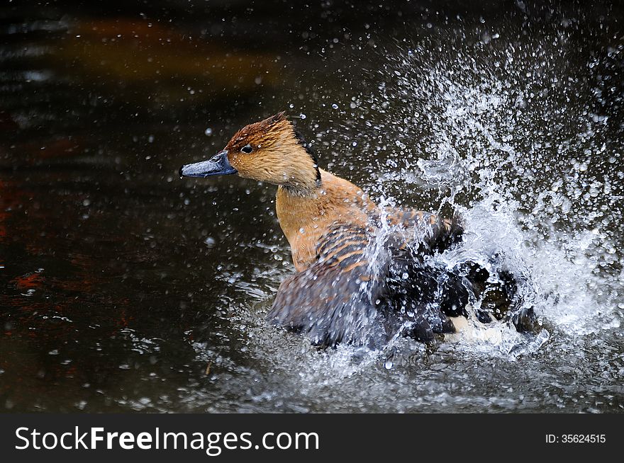 Brown Duck Emerging From Water Spray