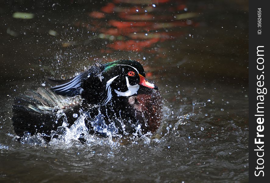 Brightly colourful Mandarin duck spraying water during its morning bathe.