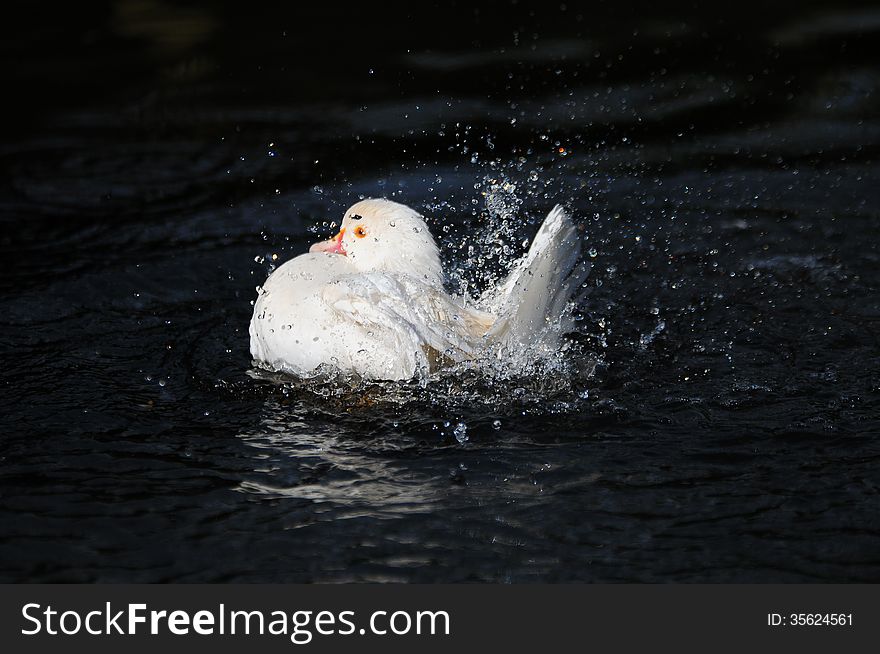 White duck splashing water droplets over its plumage