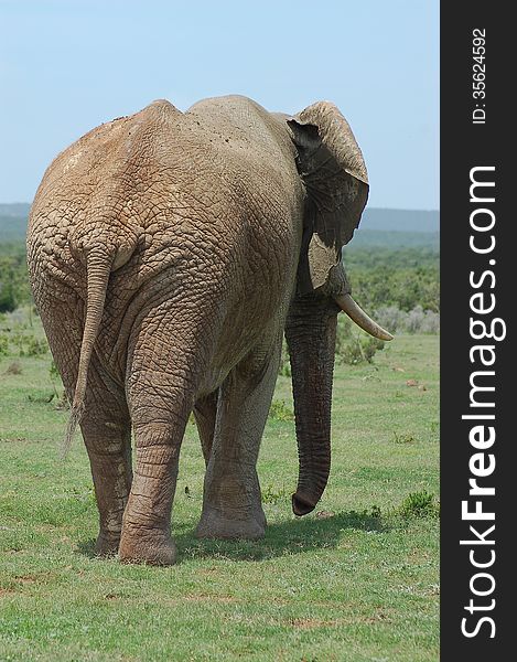 Elephant walking away showing wrinkled behind. Taken in South Africa. Elephant walking away showing wrinkled behind. Taken in South Africa.