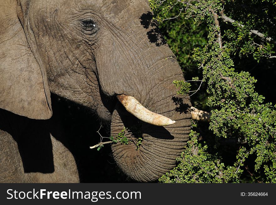 Close up shot of an elephant feeding on spekboom in Addo Elephant National Park in South Africa. Close up shot of an elephant feeding on spekboom in Addo Elephant National Park in South Africa