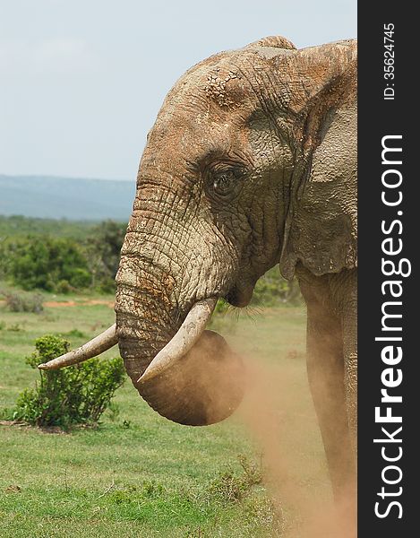 Mud caked bull elephant snorts red dust from it's trunk in South Africa. Mud caked bull elephant snorts red dust from it's trunk in South Africa.