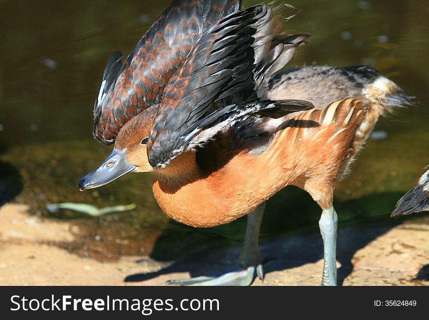 Close-up of rust coloured duck with its wings arched over its head to maximise warmth. Close-up of rust coloured duck with its wings arched over its head to maximise warmth.