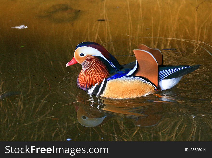 Colorful Mandarin Duck