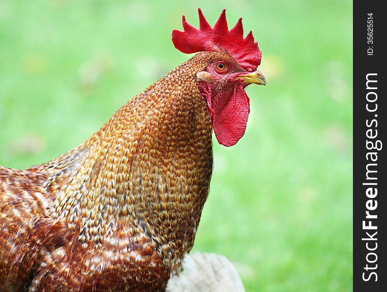 Vivid portrait of a rooster on a green background. Vivid portrait of a rooster on a green background