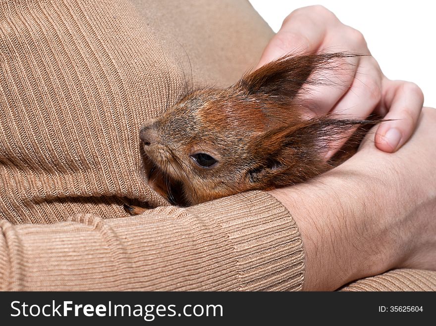 Red squirrel