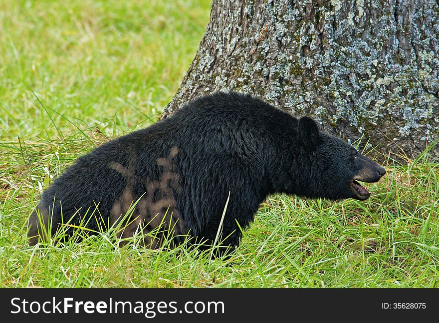 A large Black Bear eats walnuts on the ground.