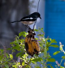 Bird Eating Banana Royalty Free Stock Photo Bird Eating Banana Royalty Free Stock Photo