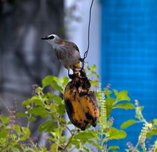 Bird Eating Banana Stock Image Bird Eating Banana Stock Image
