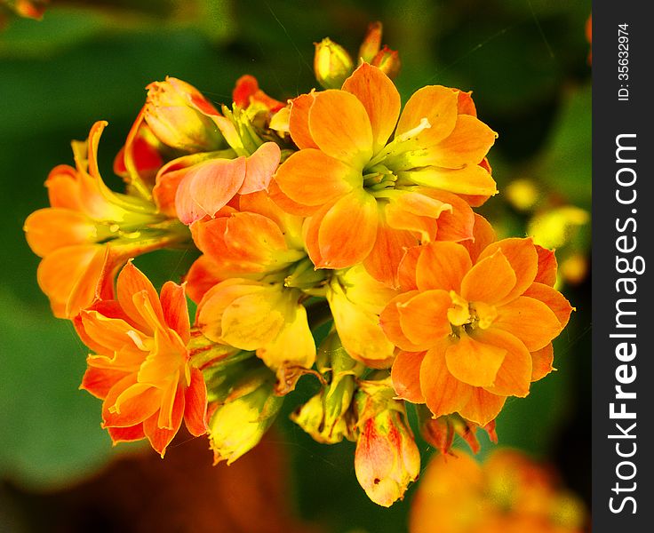 Group of orange fibrous begonia.