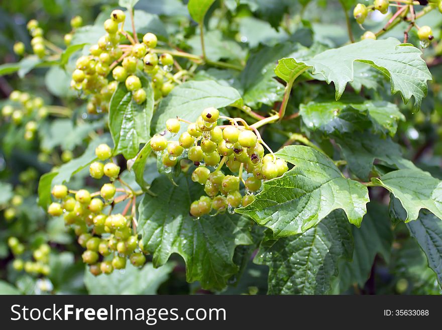 Bunches of green berries