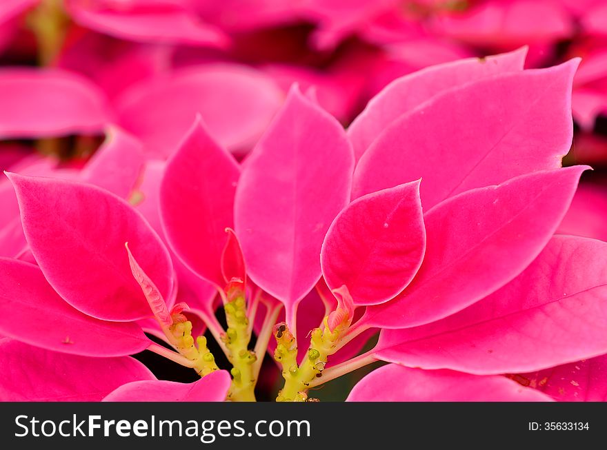 Poinsettia fresh on soft background.