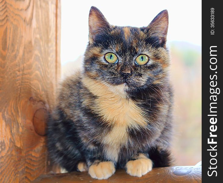 Tricolor cat sitting on the railing