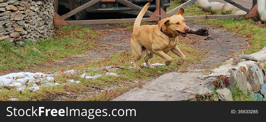 Young labrador puppy running with a stick in his mouth