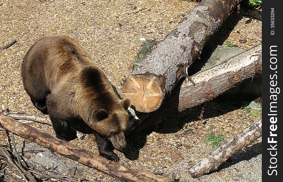 Bear in nature in a cage. Bear in nature in a cage