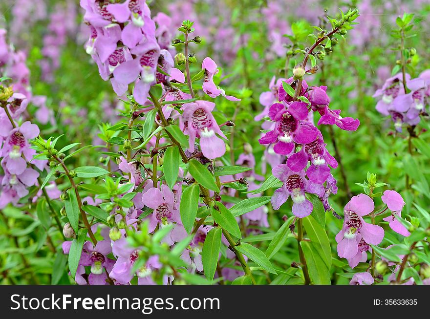 Salvia nemarosa closeup in front of for background.