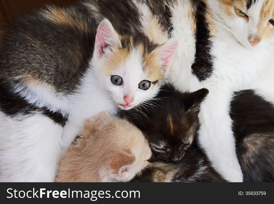 Cat and her five kittens. Cat and her five kittens