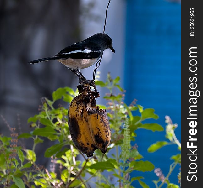 Bird Eating Banana