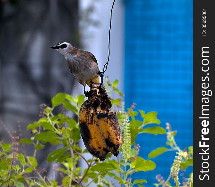 Brown small bird is eating the hanging banana. Brown small bird is eating the hanging banana