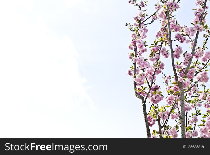 Pink spring flowers on a tree against clear sky. Pink spring flowers on a tree against clear sky