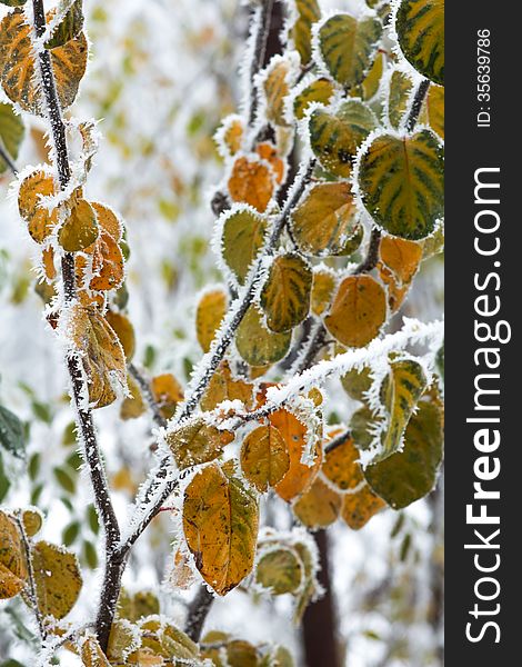 Some autumn leaves covered by freezing fog. Some autumn leaves covered by freezing fog