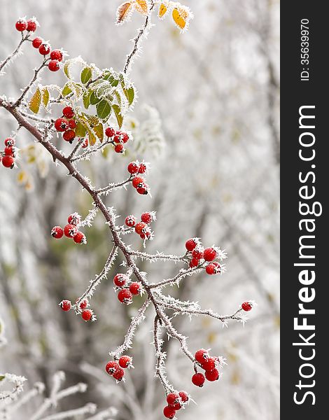 Red briars fruit covered by freezing fog. Red briars fruit covered by freezing fog