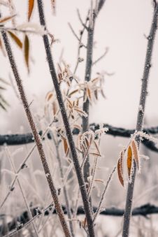 Autumn Leaves And Freezing Fog Stock Images Autumn Leaves And Freezing Fog Stock Images