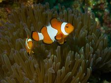 False Clownfish Stock Photography False Clownfish Stock Photography
