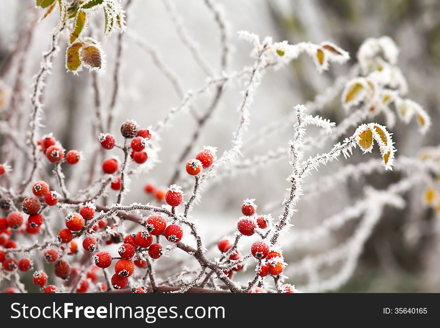 Red briars fruit covered by freezing fog. Red briars fruit covered by freezing fog